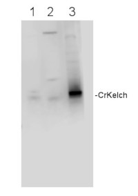 Kelch repeat protein (Chlamydomonas) in the group Antibodies Plant/Algal  / Developmental Biology / Ion metabolism at Agrisera AB (Antibodies for research) (AS14 2761)